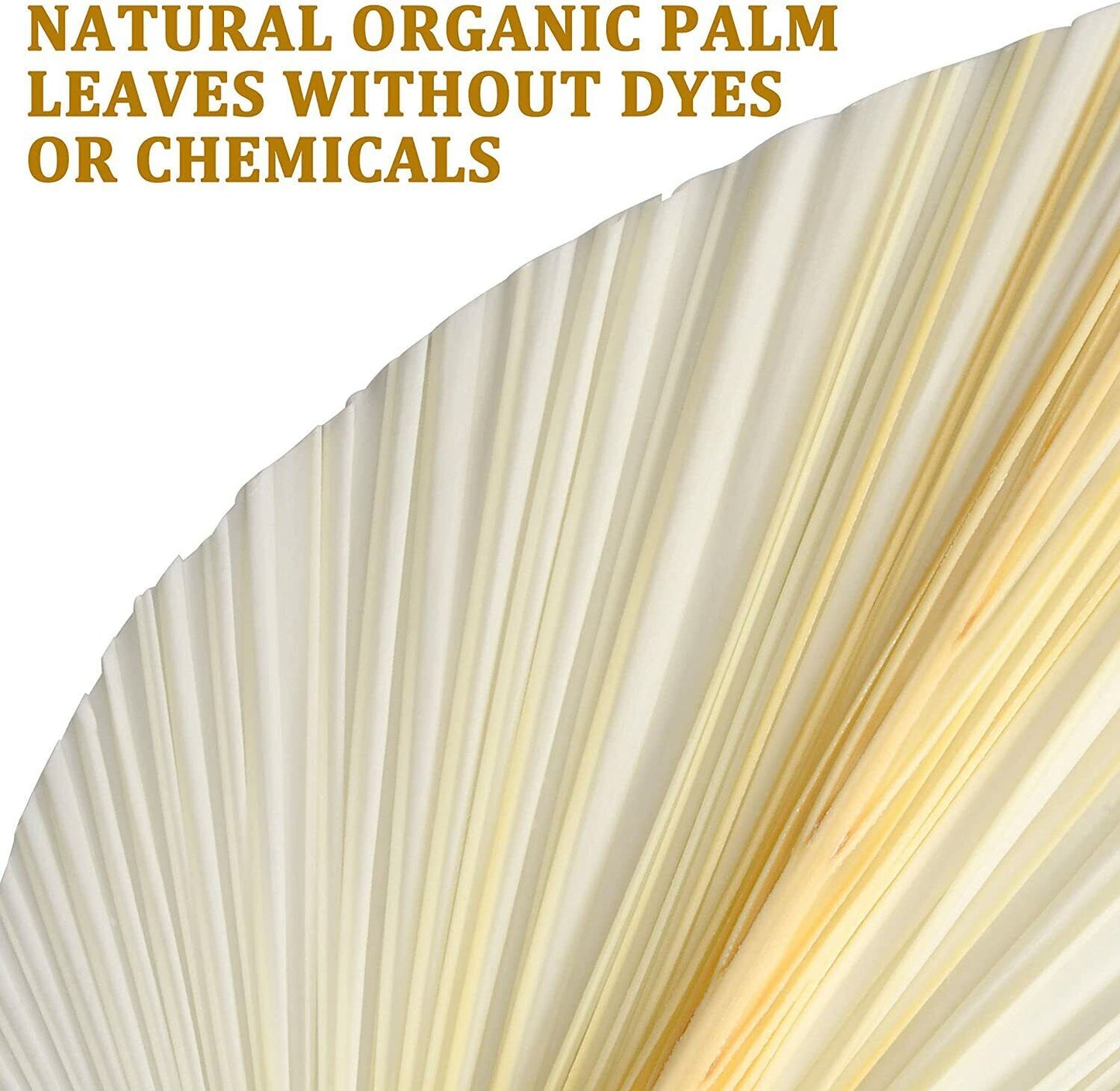 NEW Decor Boho 3 Pcs White Premium Large Dried Palm Leaves & Bonus E-Book